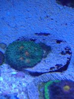 ImageUploadedByReefs1343503148.829280.jpg