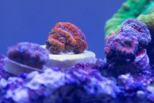 DSC_0135.jpg