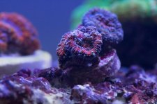 DSC_0136.jpg