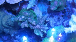 IMG_2263.jpg