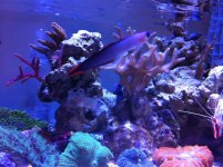 ImageUploadedByReefs1343538812.276277.jpg