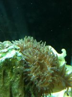 ImageUploadedByReefs1355467476.698591.jpg