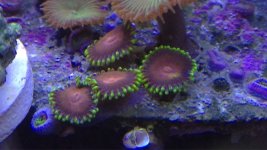ImageUploadedByReefs1359339985.203202.jpg