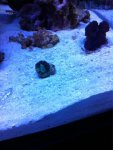 ImageUploadedByReefs1351100407.551876.jpg