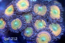 IMG_3742.JPG