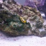 yellow thing.jpg
