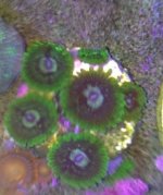 ImageUploadedByReefs1359592279.715621.jpg