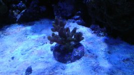 IMAG0456.jpg