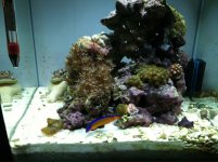 ImageUploadedByReefs1365985712.374352.jpg