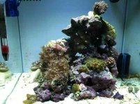 ImageUploadedByReefs1365985754.887408.jpg