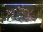 ImageUploadedByReefs1351473969.420836.jpg