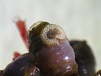 nudieggs.jpg