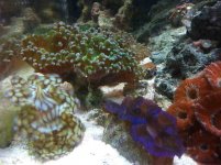 ImageUploadedByReefs1369320212.498360.jpg