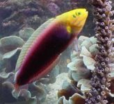 ImageUploadedByReefs1363977575.522026.jpg