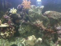 ImageUploadedByReefs1351489046.914241.jpg