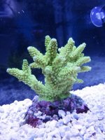 ImageUploadedByReefs1369364931.229654.jpg