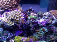ImageUploadedByReefs1360013120.407337.jpg