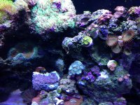 ImageUploadedByReefs1360013175.140367.jpg