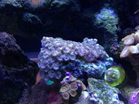 ImageUploadedByReefs1360013358.556980.jpg