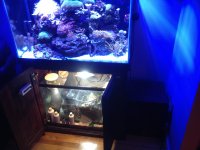 ImageUploadedByReefs1356133708.909743.jpg
