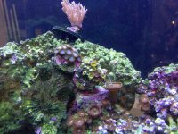 ImageUploadedByReefs1356227803.857839.jpg
