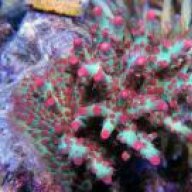 CoralReefer