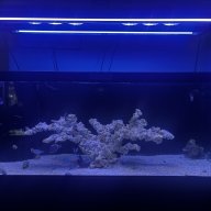 Idol_reefs