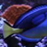 ReefNut