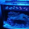reefnewbe