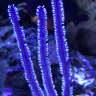 grsfish