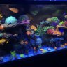 Reefer529