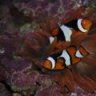 Reef_Paddy
