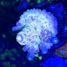 Markbluereef