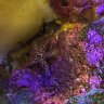 SaltwaterGardening
