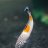 Adamp_holydiver