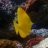 alan.reef