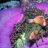 reefgeek