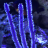 grsfish