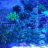 Coralium