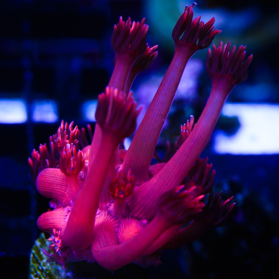 ND89zaW.jpg