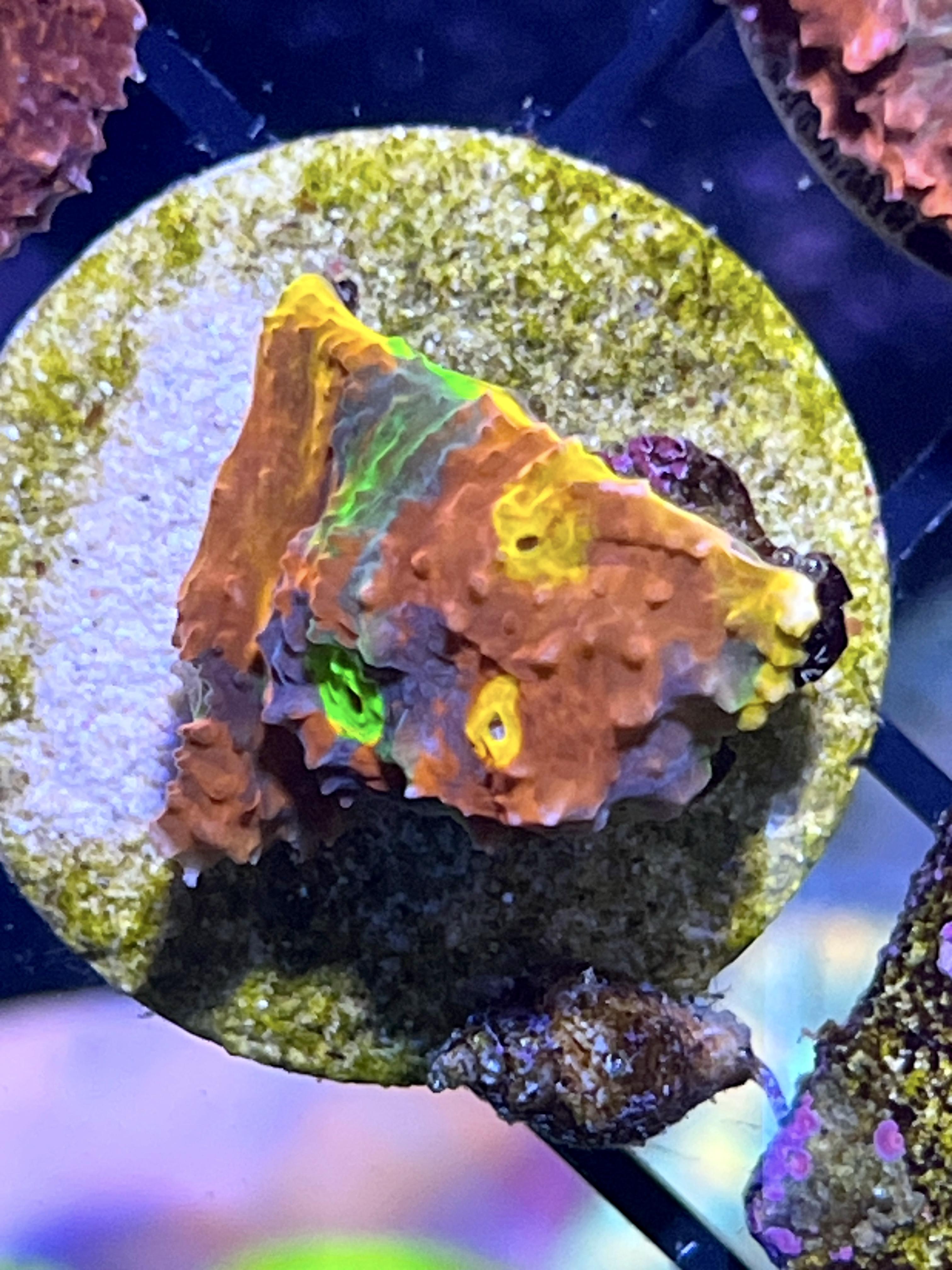 000171c2557da40414d9f35a5ffe9e31.jpg