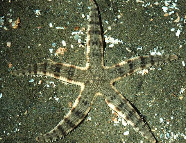 Archaster-typicus-2.JPG