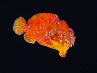 51008266_200.jpg