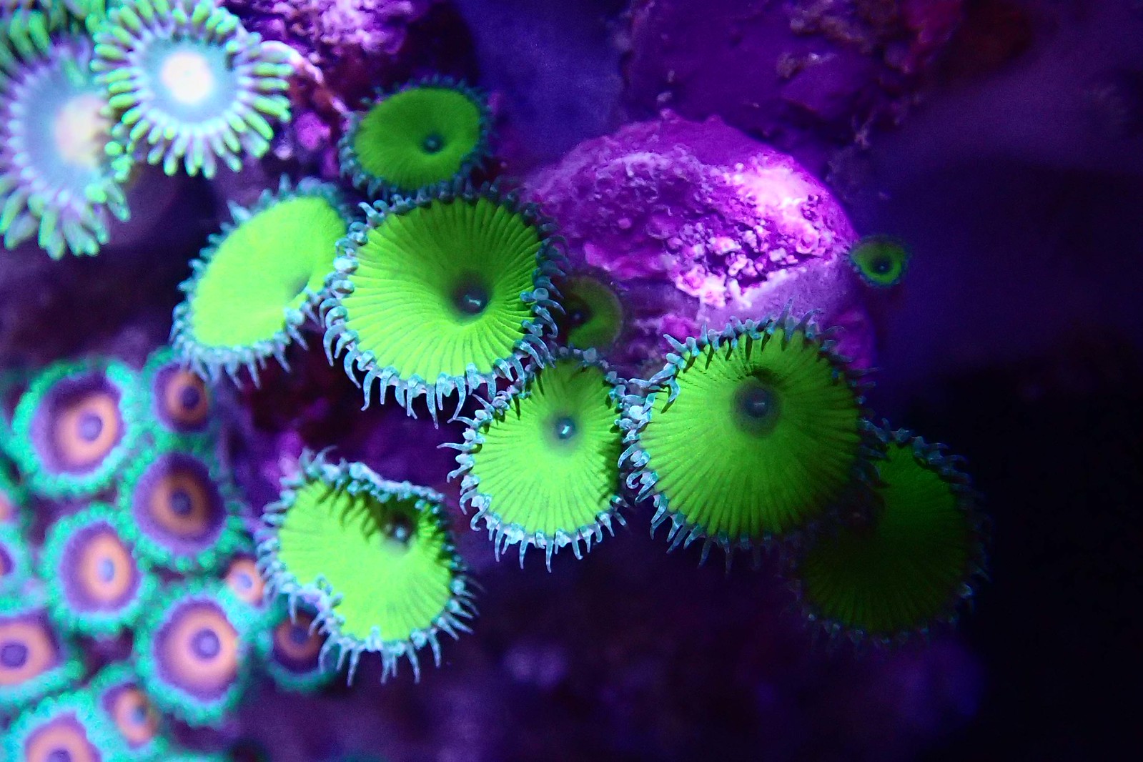 34967246534_a19c8961e3_h.jpg
