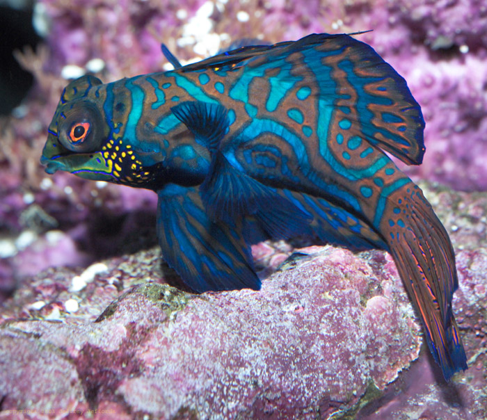 mandarinfish_6.jpg