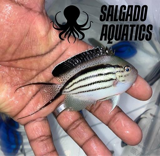 172767e469e5282110f09a11cd68acf9.jpg