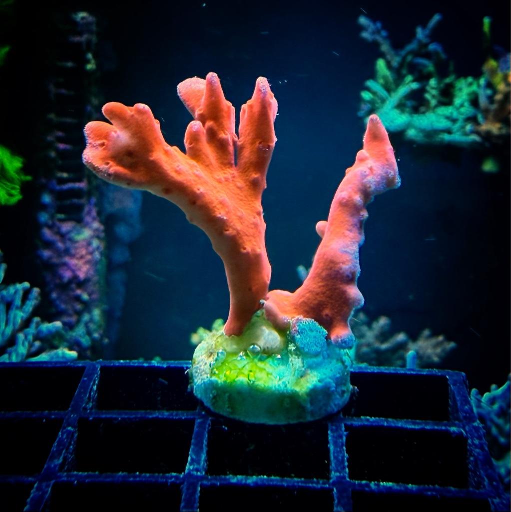 2aa987645c4d5d526982509d63fe781c.jpg
